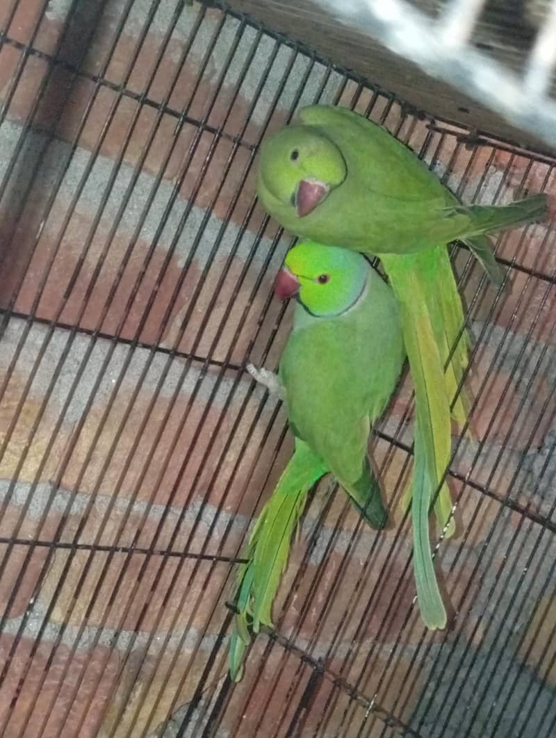 CAGES; BOXES & Ringneck 9