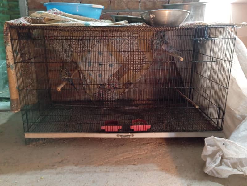 CAGES; BOXES & Ringneck 15