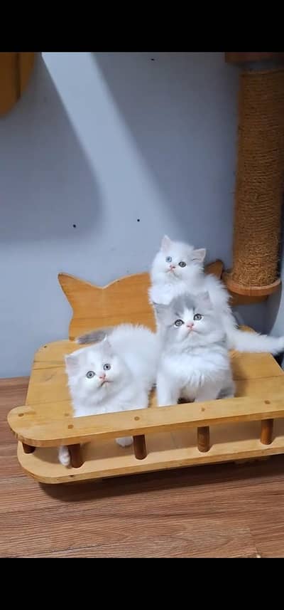 Quality Persian Punch face cat & kitten is 03477878702 WhatsApp