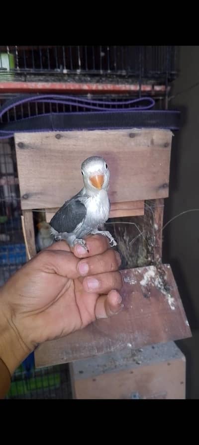 beautiful clr love birds chicks for sale  read full ad plz