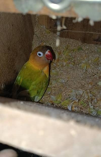 4 pice coctail 3 Love birds 4 pice austaylian