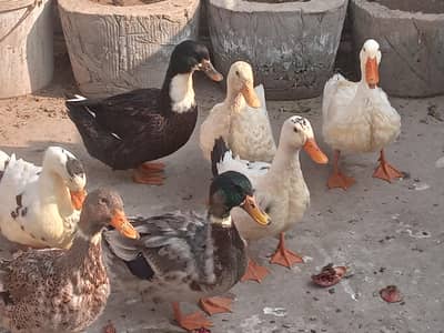 6 Ducks for sale (urgently)