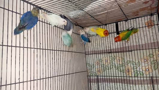 all bird sale healthy and active 5 pairs