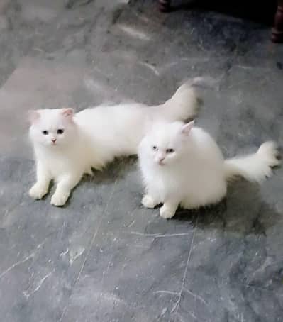 Persian Male & Female – Good Quality Pair Whatsapp number 03274480578