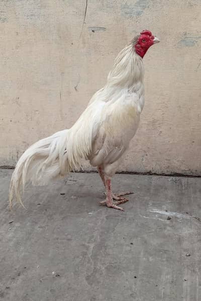 aseel heera and cheeks