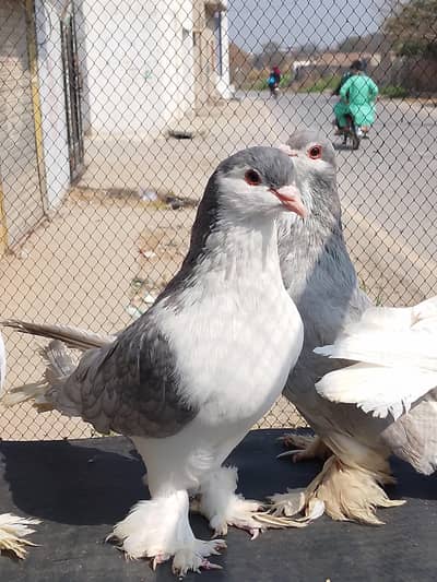 all fancy pijeons 03135432147