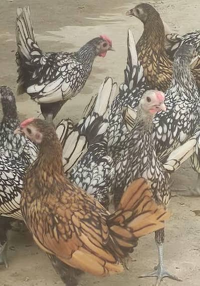 Golden sebright and silver sebright