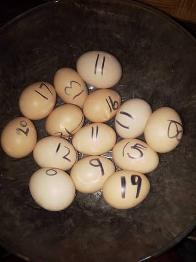 hen's eggs