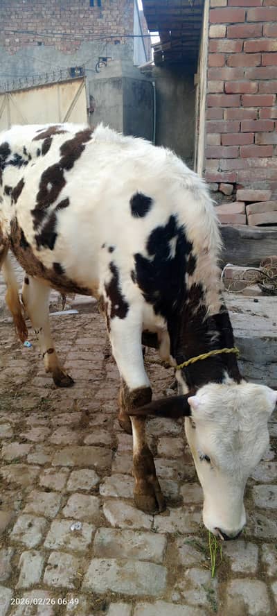 White with black dots and pure austatlian