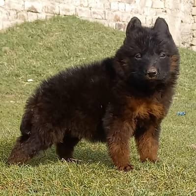 German Shepherd puppies for sale