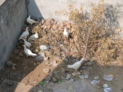 white aseel patha for sale 3 patha hain