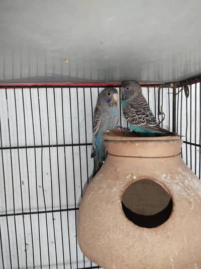 I'm urgently selling my BF ready to breed Males