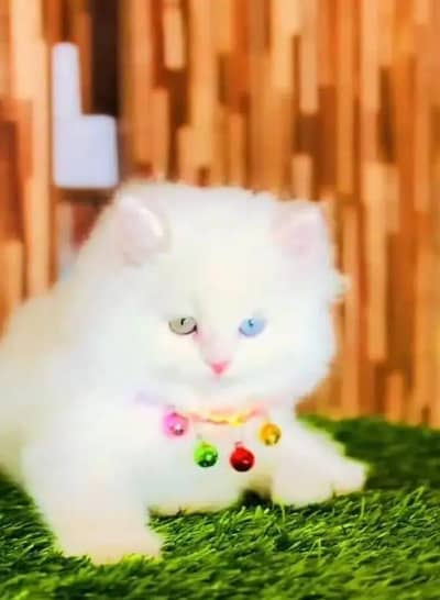 Persian female kitten for sale WhatsApp number 0320=8016=949