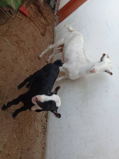 Teddy bakri with 1 male kid