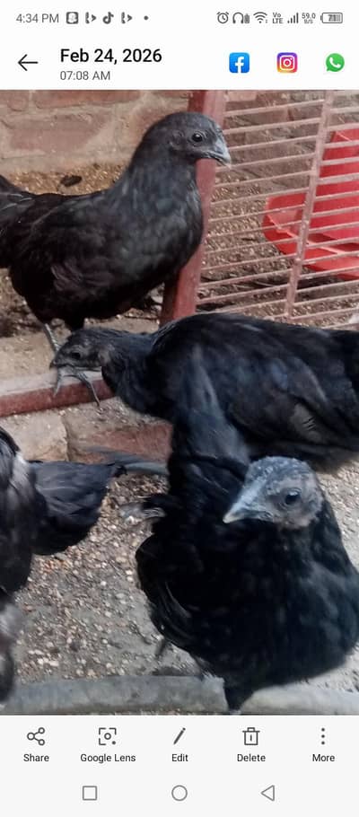 Ayam cemani grey tongue +incubatur