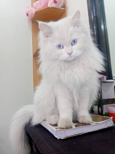 white colour, breeder