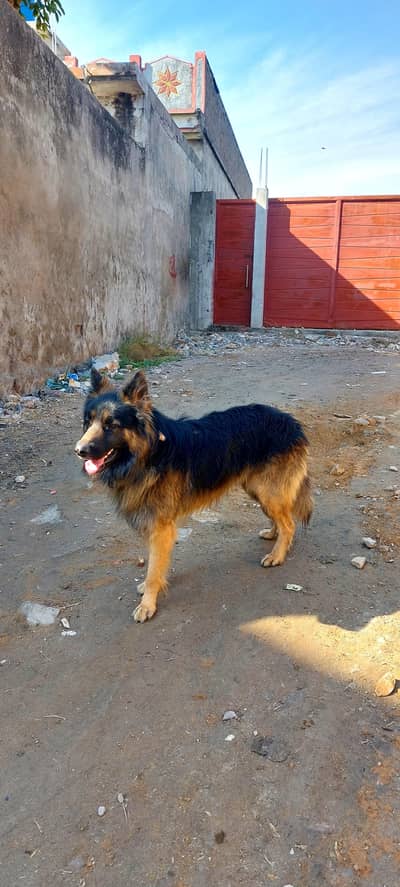 German shepherd long coat