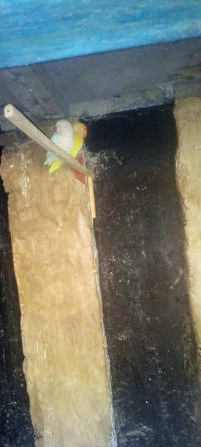 hen ke liye cage or love bird ka pair breeder pair he