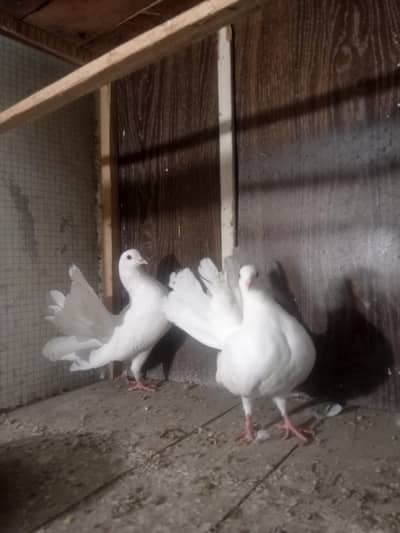 lucky pigeons kabootar