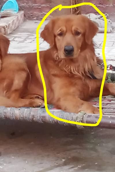 golden retriever male