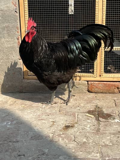 Australorp heritage fresh eggs and chicks