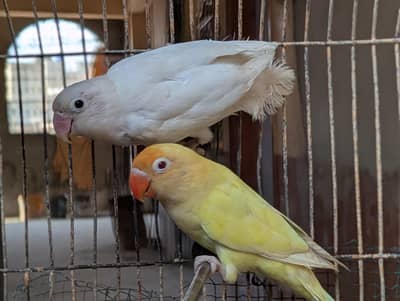 CREAMINO ALBINO DECINO PALEFALLOW