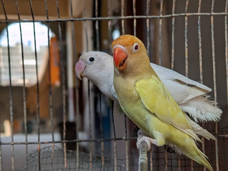 CREAMINO ALBINO DECINO PALEFALLOW 1