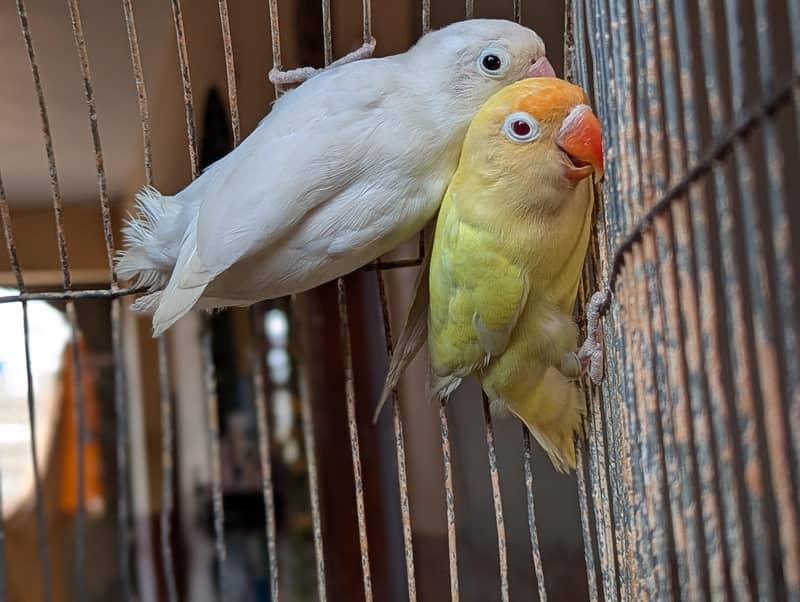 CREAMINO ALBINO DECINO PALEFALLOW 2