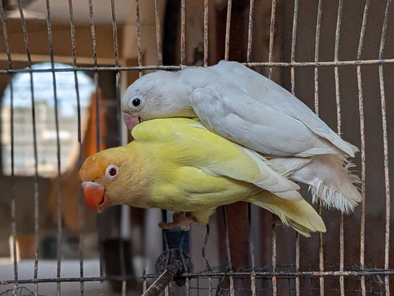 CREAMINO ALBINO DECINO PALEFALLOW 3