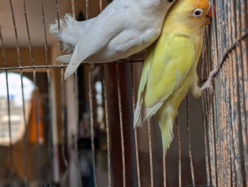 CREAMINO ALBINO DECINO PALEFALLOW 5