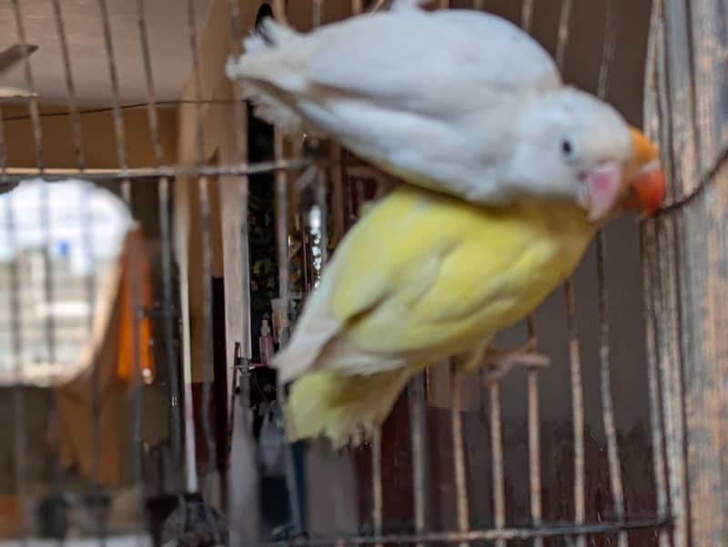 CREAMINO ALBINO DECINO PALEFALLOW 6