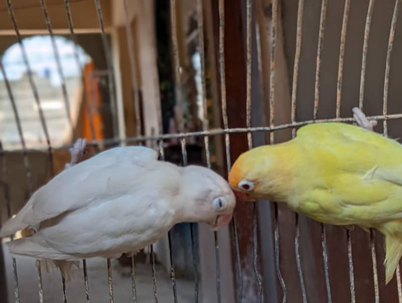 CREAMINO ALBINO DECINO PALEFALLOW 7