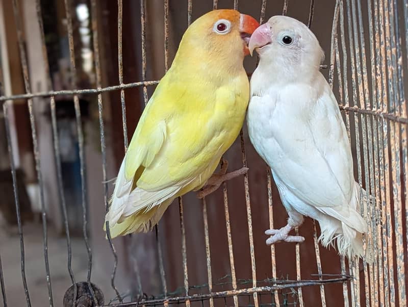 CREAMINO ALBINO DECINO PALEFALLOW 8