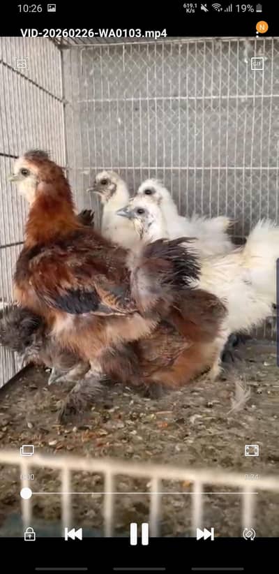 Silkies Chicks hen
