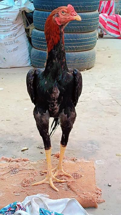 urgent sale home breed