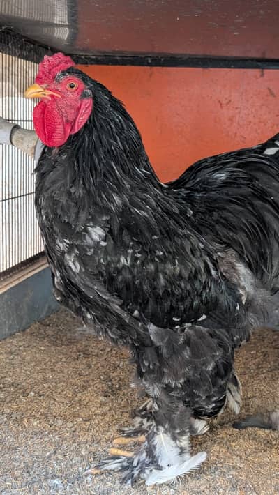 We have all varieties of hens for sale