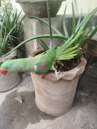 Healthy Raw Parrot Female