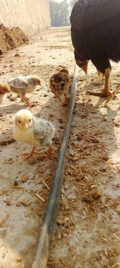 silver sebrit chicks