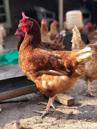 lohman Brown | Lohman Black | eggs laying hens | lohman hens | eggs