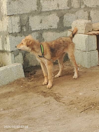 Asal Bakarwali Dog