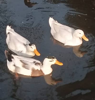 Duck  Healthy Egging Pair