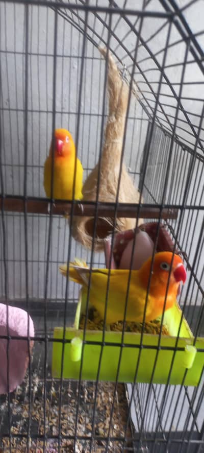 lovebirds for sale