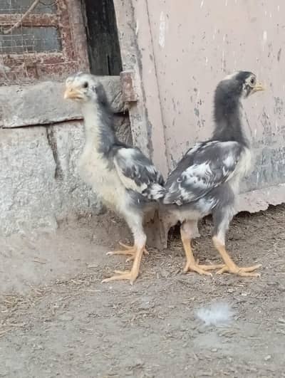 Pure Shamo Chicks Available 1 Month Age