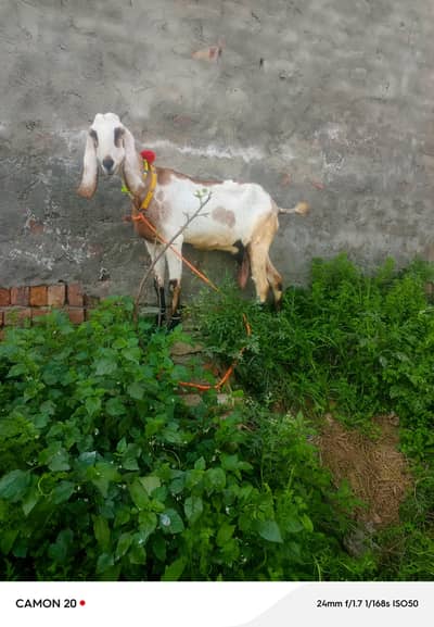 dasi khubsurat bakri