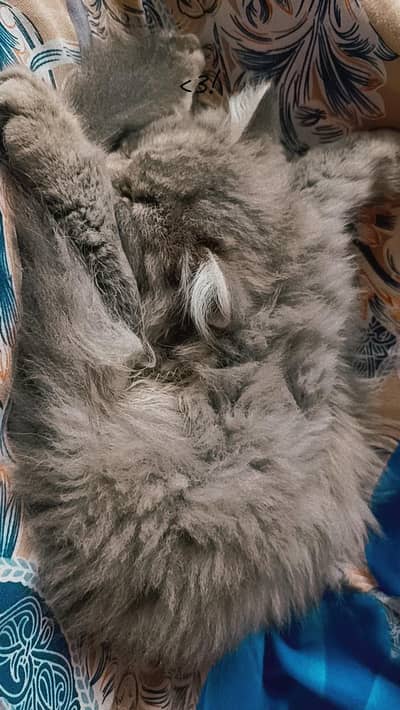 Selkirk Rexlix cat(this is the breed mix with)