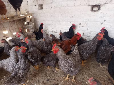 بریڈر کوالٹی بلیک آسٹرالورپ اور پلائی مائوتھ راک