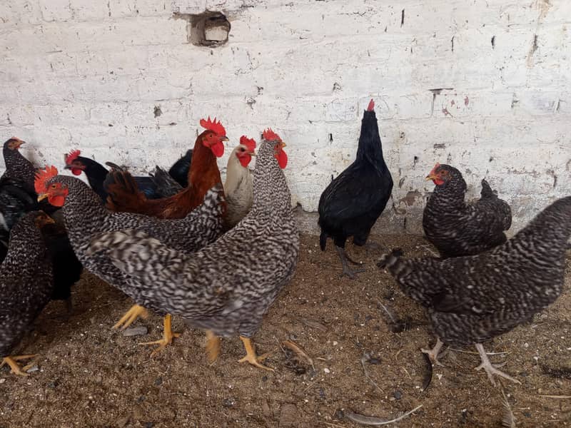 بریڈر کوالٹی بلیک آسٹرالورپ اور پلائی مائوتھ راک 1