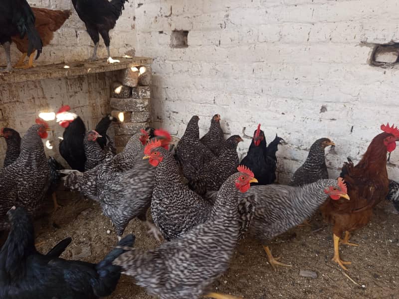 بریڈر کوالٹی بلیک آسٹرالورپ اور پلائی مائوتھ راک 3