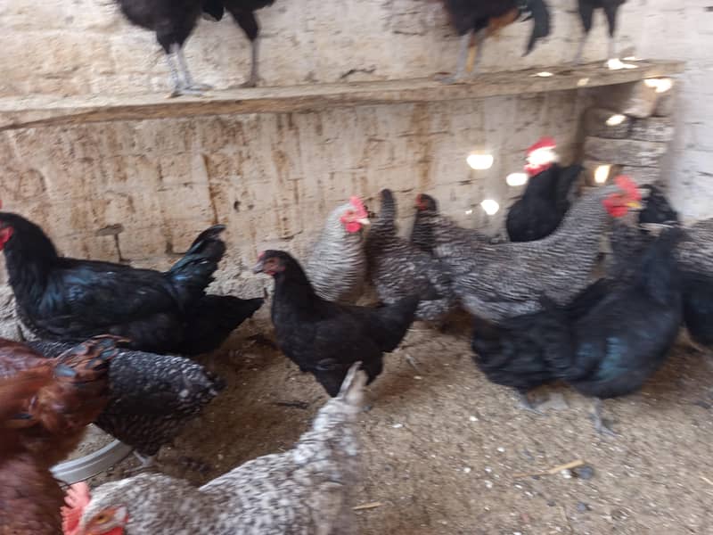 بریڈر کوالٹی بلیک آسٹرالورپ اور پلائی مائوتھ راک 4