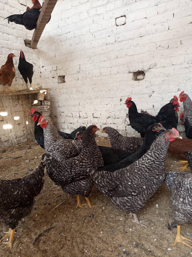 بریڈر کوالٹی بلیک آسٹرالورپ اور پلائی مائوتھ راک 5